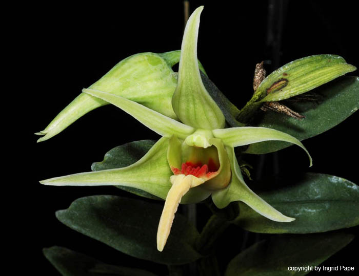 Dendrobium_ayubii