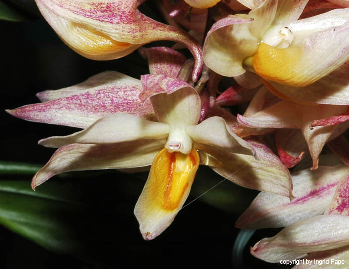 Dendrobium_cymboglossum2