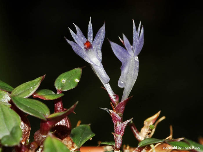 Dendrobium_delicatulum