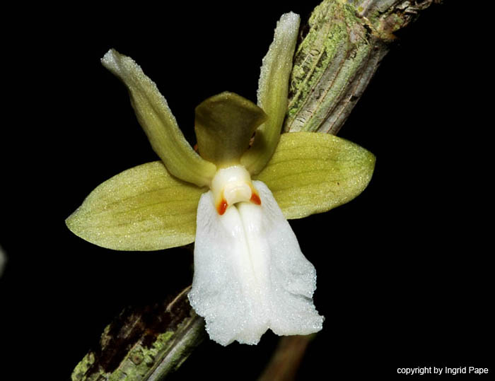 Dendrobium_derryi