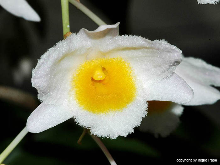 Dendrobium_farmeri