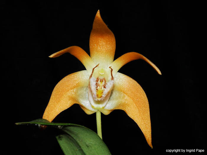 Dendrobium_fleckeri