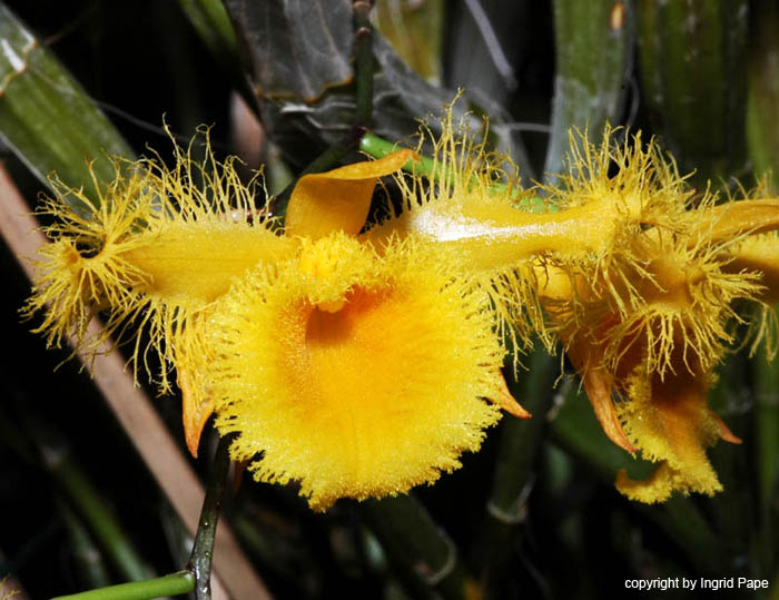 Dendrobium_harveyanum