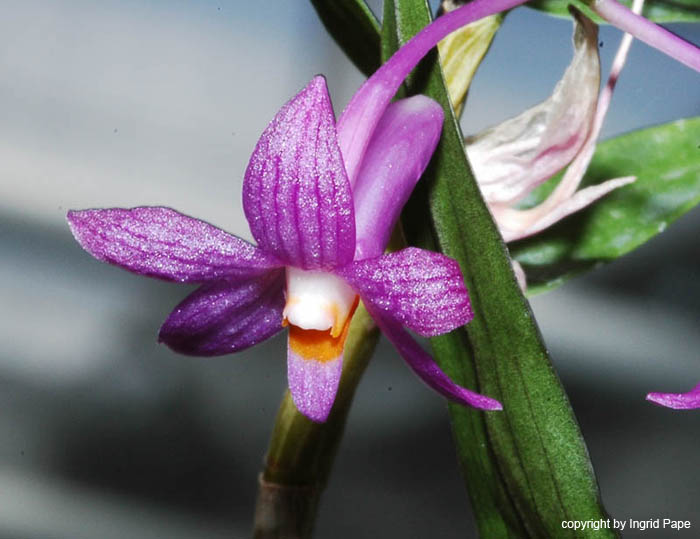 Dendrobium_hasseltii