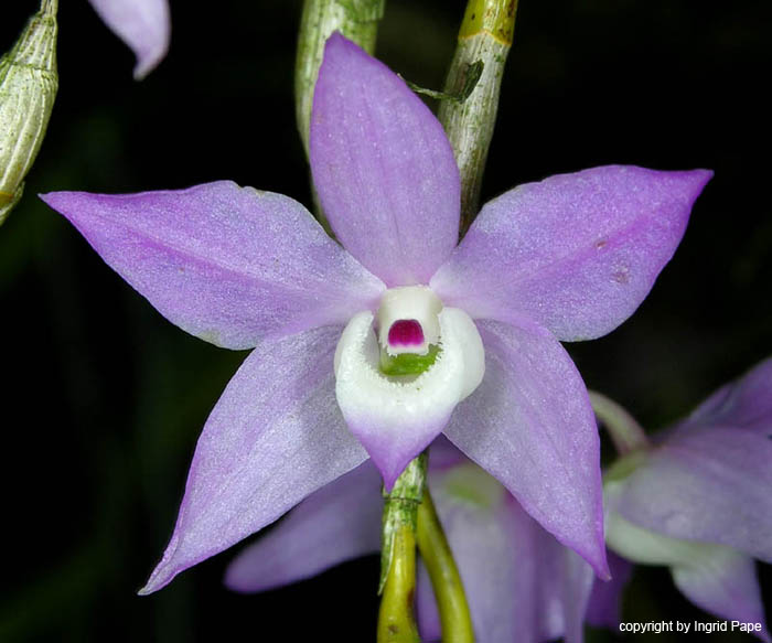 Dendrobium_hercoglossum