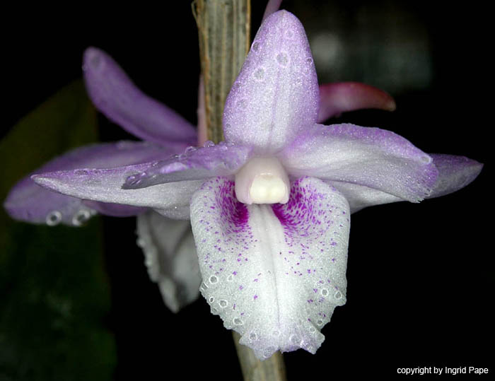 Dendrobium_intricatum