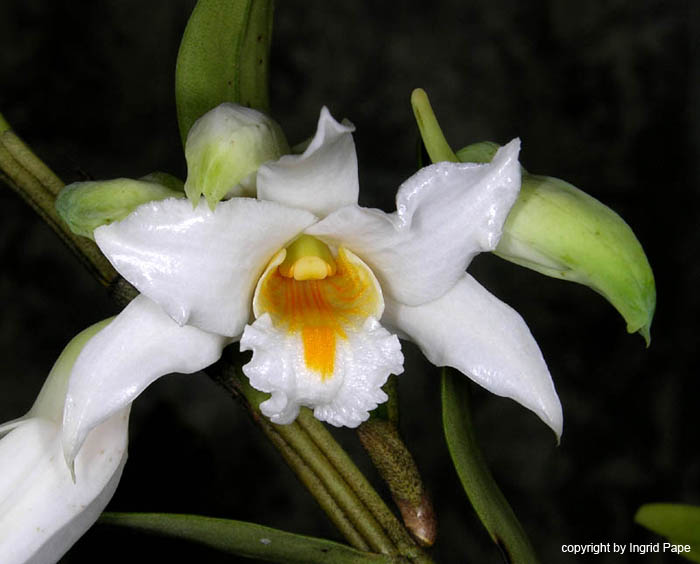 Dendrobium_kontumense