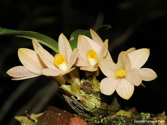 Dendrobium_laevifolium