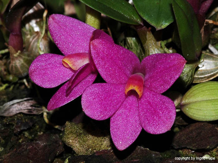 Dendrobium_laevifolium2