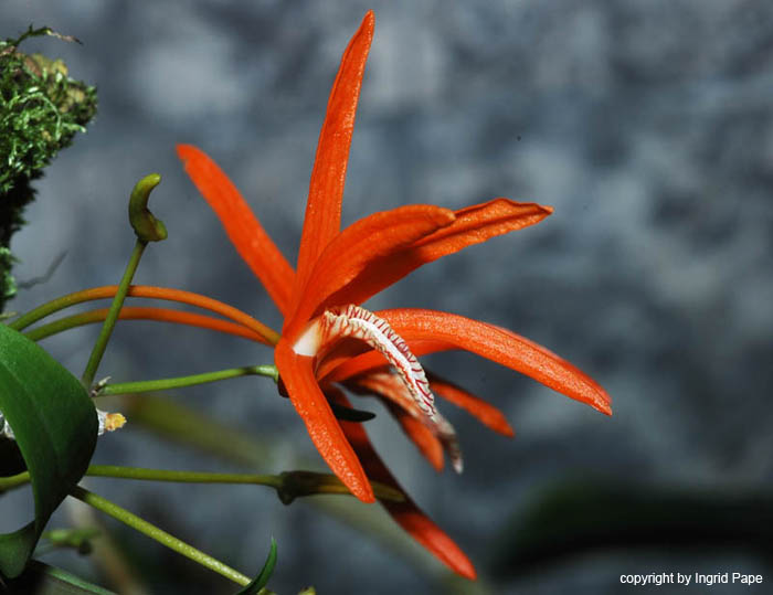 Dendrobium_lanyae