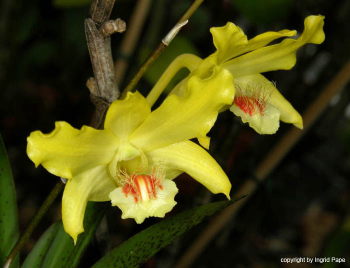 Dendrobium_lowii