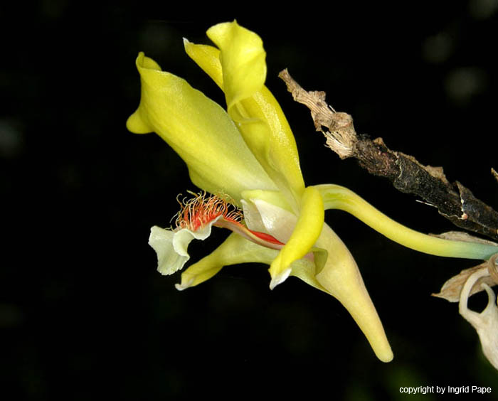 Dendrobium_lowii2