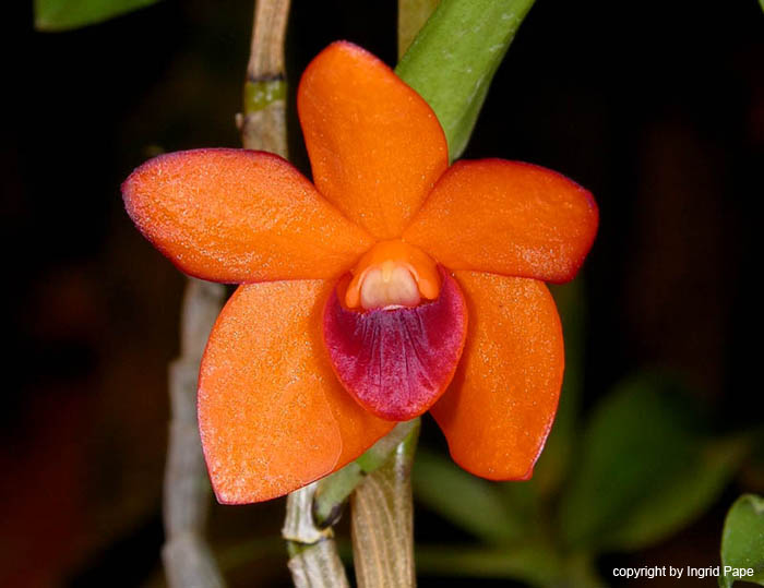 Dendrobium_mohlianum