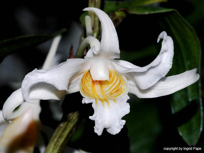 Dendrobium_ochraceum_var._albiflorum