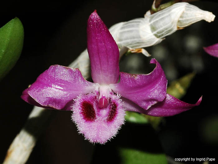 Dendrobium_parishii