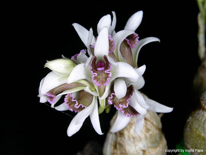 Dendrobium_peguanum