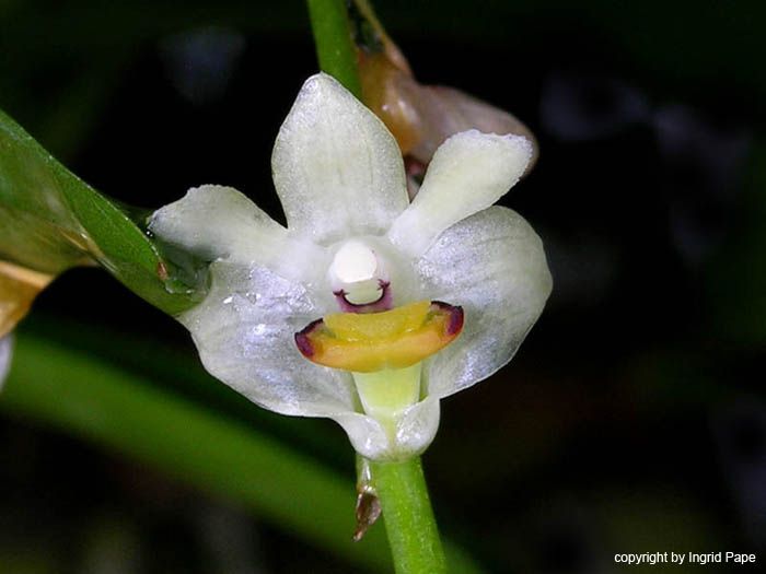 Dendrobium_schneiderae