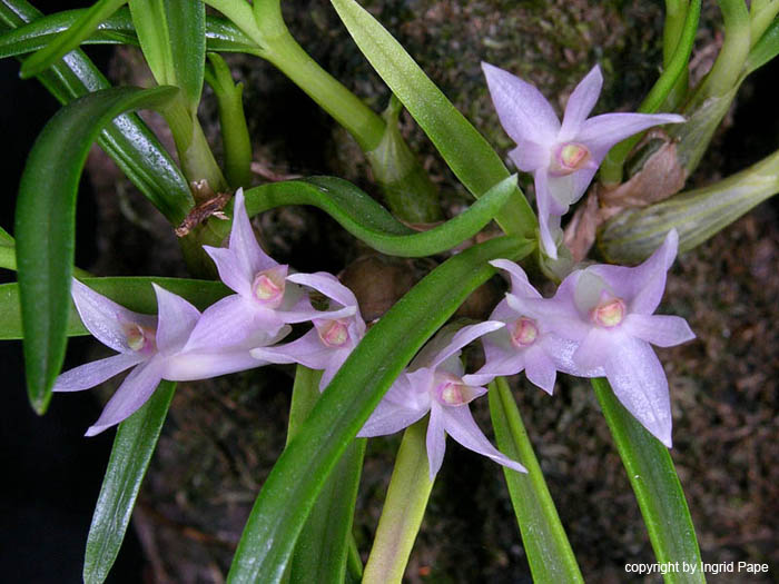 Dendrobium_seranicum