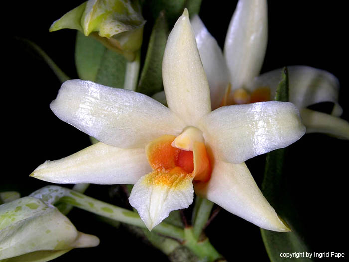 Dendrobium_singkawangense