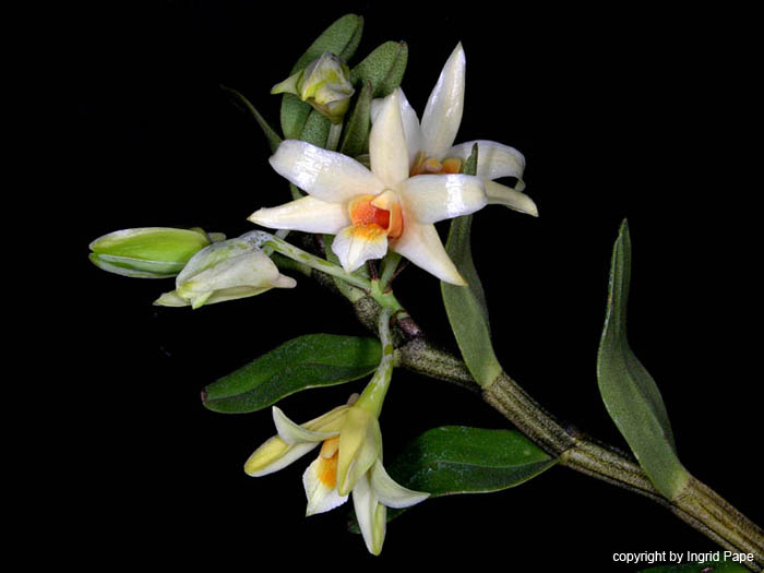 Dendrobium_singkawangense2