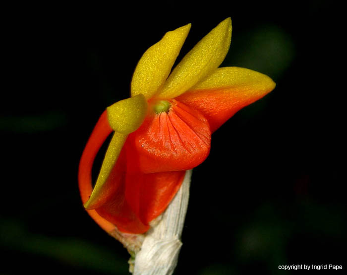 Dendrobium_subclausum