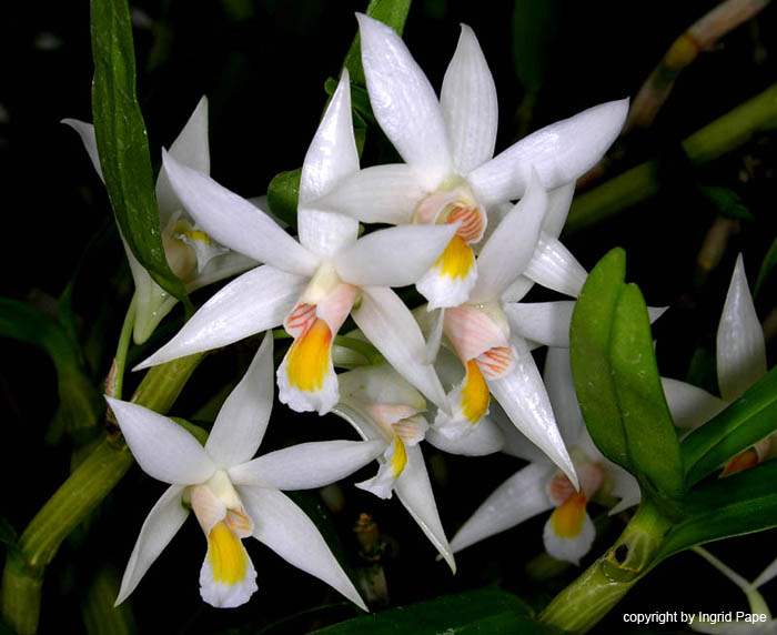 Dendrobium_sutepense2