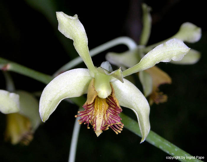 Dendrobium_venustum