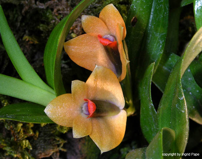 Dendrobium_vexillarius