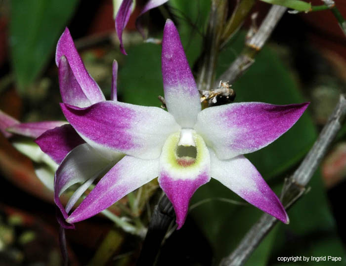 Dendrobium_vietnamense