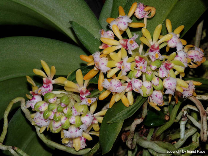 Gastrochilus_spec