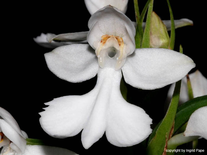 Habenaria_dentata