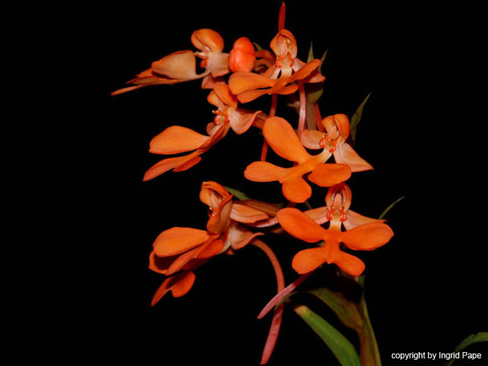 Habenaria_rhodocheila