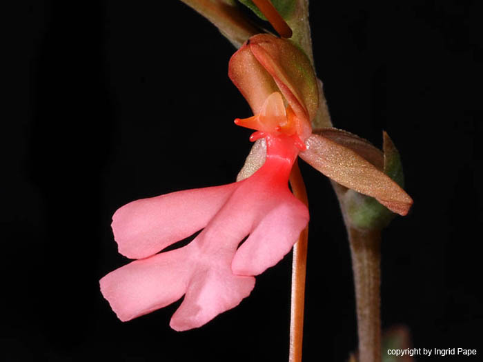 Habenaria_rosea