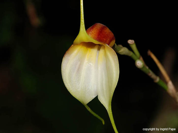 Masdevallia_reichenbachiana