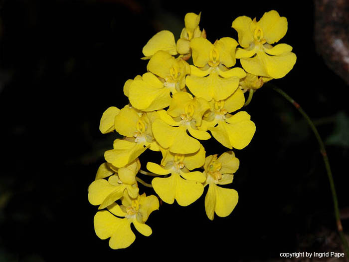 Oncidium_onustum