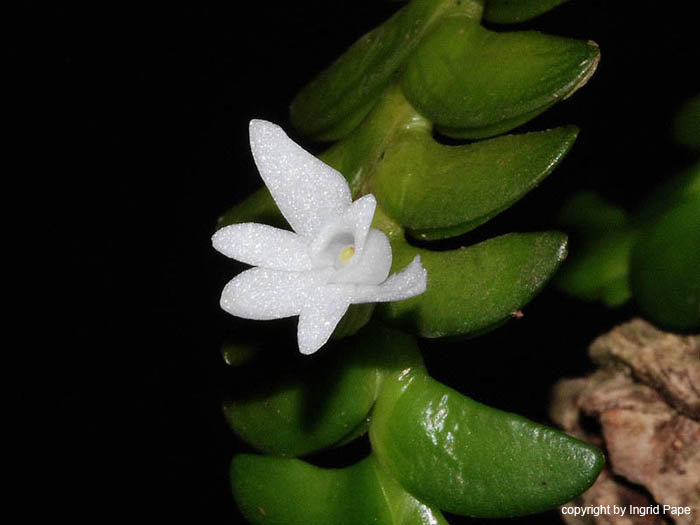 Angraecum_distichum