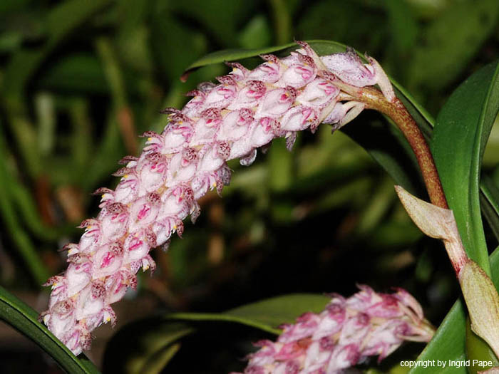 Bulbophyllum_lilacinum