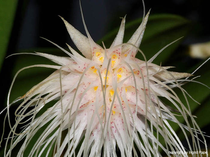 Bulbophyllum_medusae