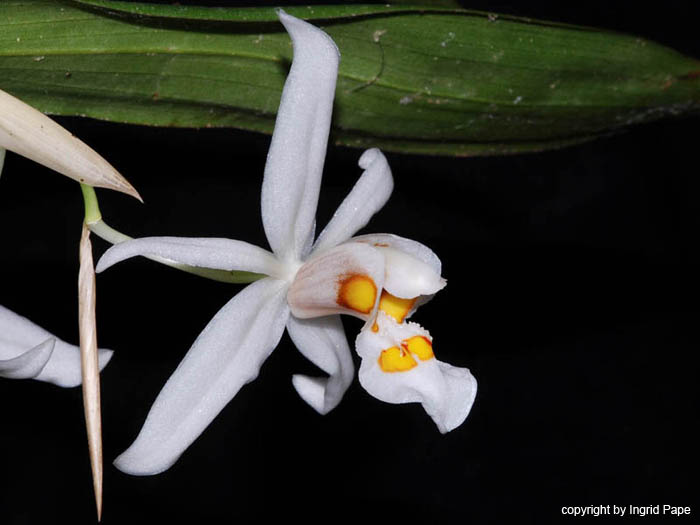 Coelogyne_nitida2