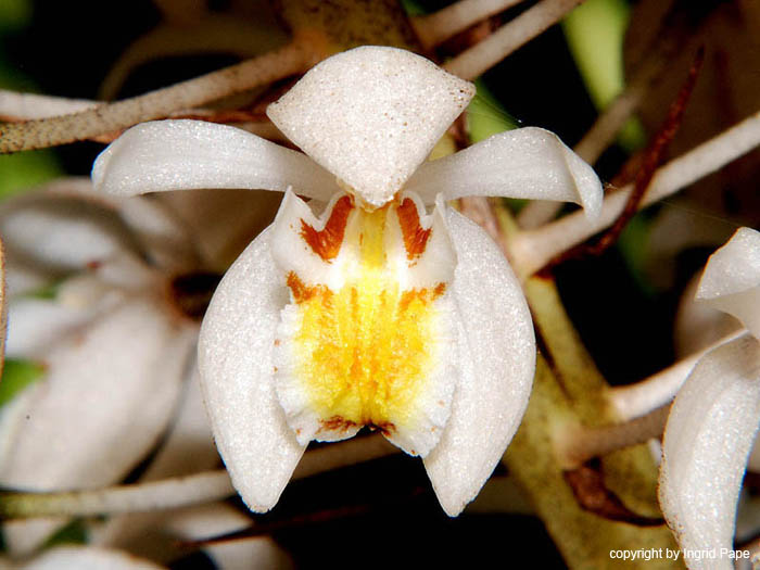 Coelogyne_multiflora