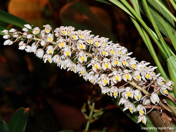 Coelogyne_multiflora2