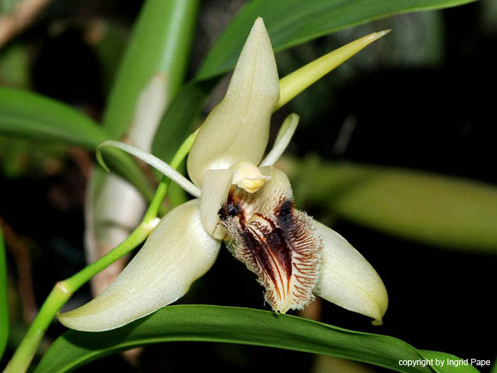 Coelogyne_ovalis