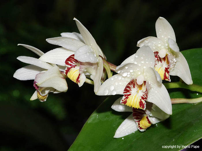 Eria_coronaria_Himalaja_Burma_Thailand_Malai_