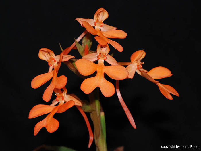 Habenaria_rhodocheila