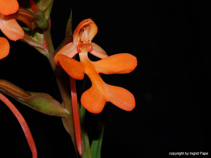 Habenaria_rhodocheila2