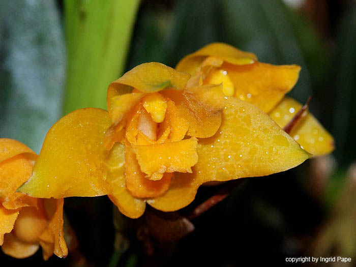 Lycaste_bradeorum_Costa_Rica_Nicaragua