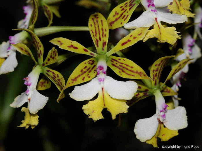 Epidendrum_stamfordianum