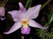 Laelia_majalis