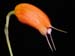 Masdevallia_lucernula