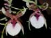 Oncidium_hastilabium